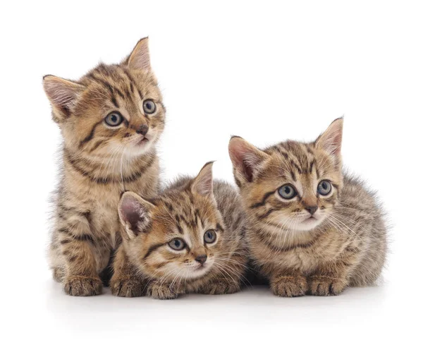 Three Small Cats Isolated White Background — Stock Photo, Image