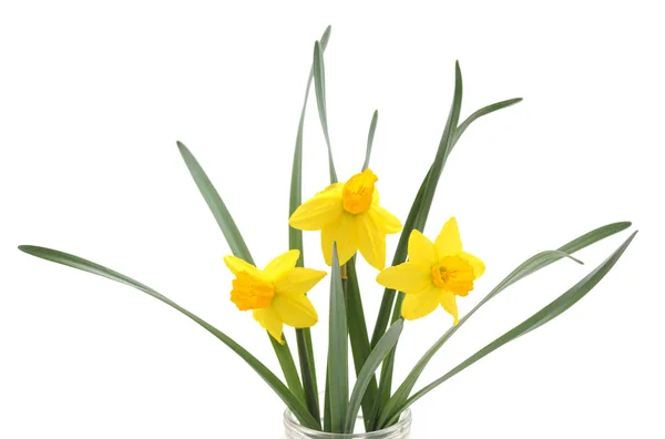 Gele Bloemen Narcissus Geïsoleerd Een Witte Achtergrond — Stockfoto