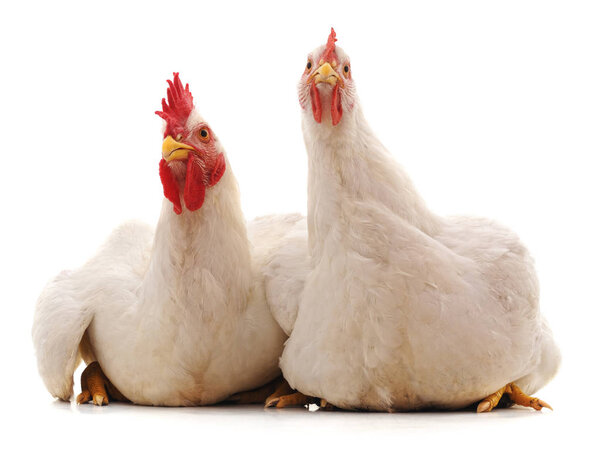 Cock and hen isolated on a white background.