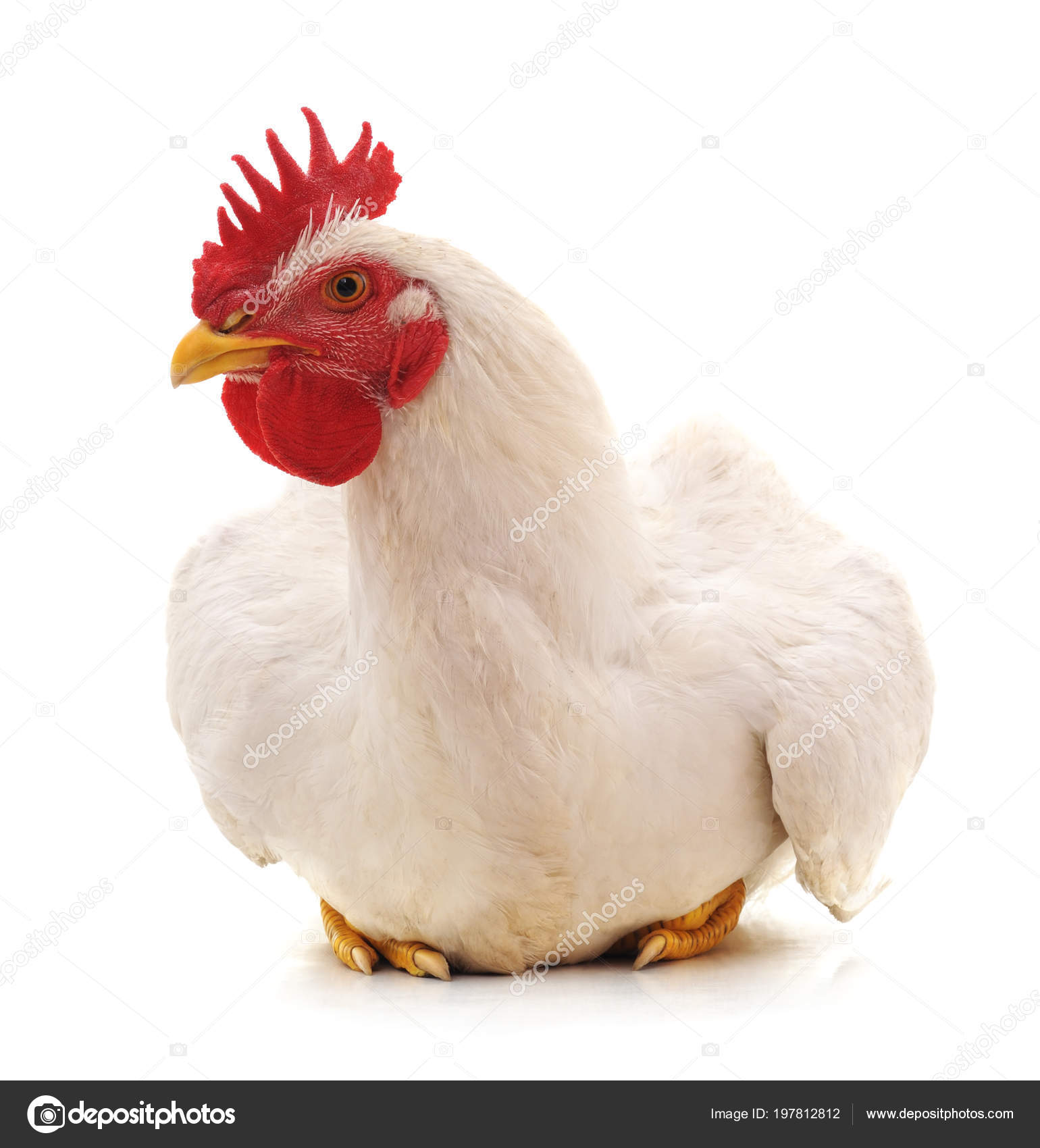 Www velký bílý kohout com