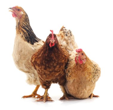 Beyaz arka plan üzerinde izole üç kahverengi tavuk.