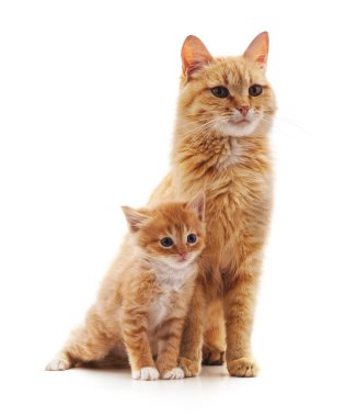 Kedi ve kedi yavrusu beyaz arka planda izole edilmiş..