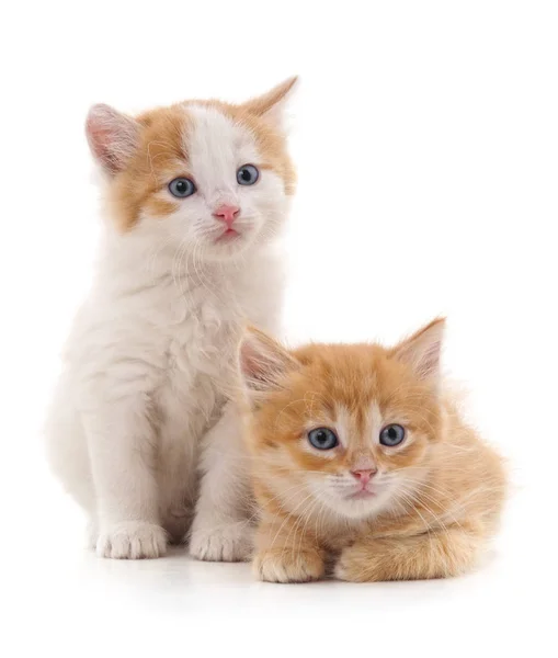 Zwei Rote Katzen Isoliert Auf Weißem Hintergrund — Stockfoto