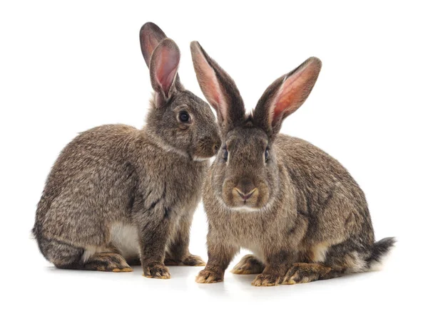 Brown Baby Rabbits White Background — Stock Photo, Image