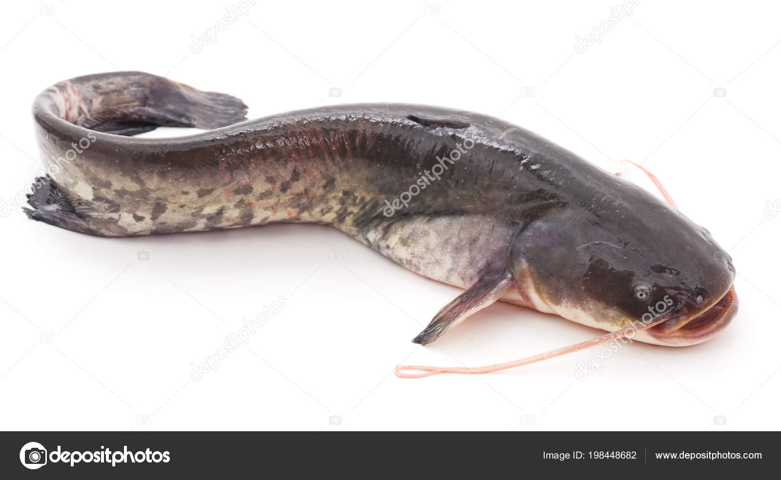 620 River Catfish Stock Photos, High-Res Pictures, and Images - Getty Images