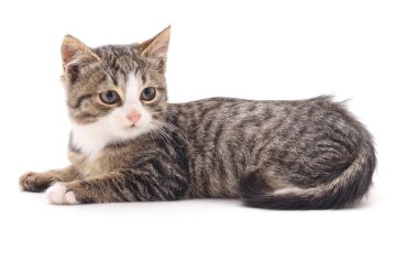 Beyaz bir arka planda izole edilmiş küçük bir kedi yavrusu..