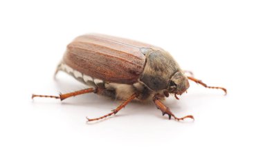 Bir kahverengi böcek beyaz arka planda izole edilmiş..