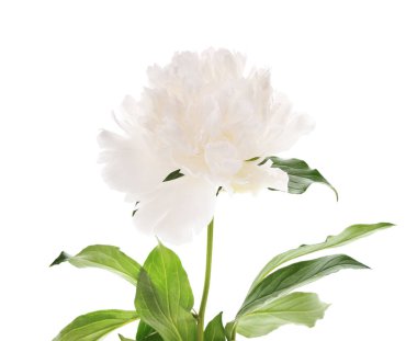 Beyaz bir arka plan üzerinde izole beyaz güzel şakayık.