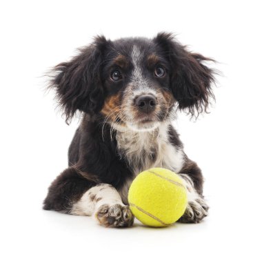 Beyaz bir arka plan üzerinde izole topu ile küçük köpek yavrusu.