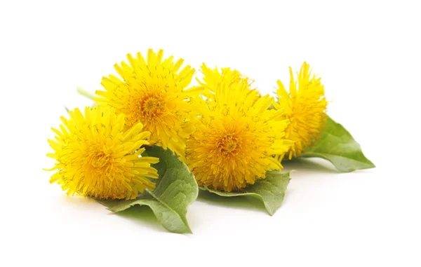 Bouquet Denti Leone Gialli Isolati Fondo Bianco — Foto Stock