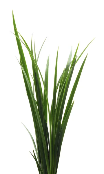 Bunch Green Grass Isolated White Background — Stock Photo, Image