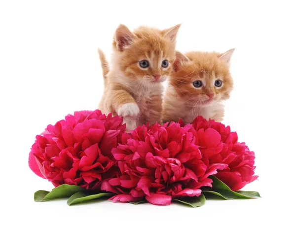 Brown Kittens Flowers Isolated White Background — Stock Photo, Image