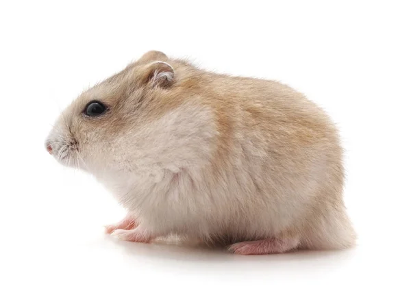 Witte Kleine Hamster Geïsoleerd Witte Achtergrond — Stockfoto