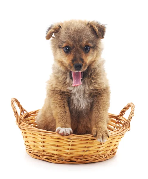 Pequeño Cachorro Una Cesta Aislada Sobre Fondo Blanco — Foto de Stock