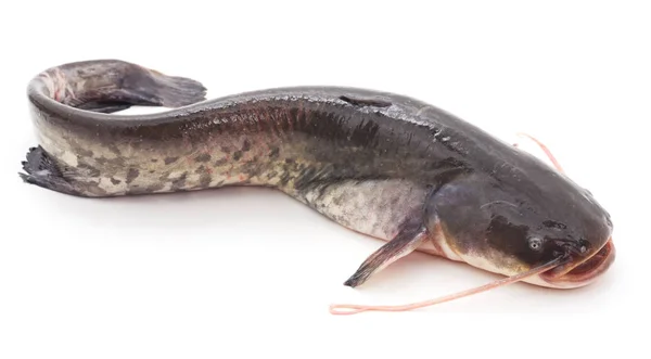 Pesce Gatto Del Fiume Isolato Uno Sfondo Bianco — Foto Stock