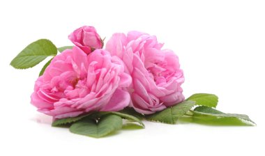 Pembe gül ve yapraklar beyaz arka planda izole.