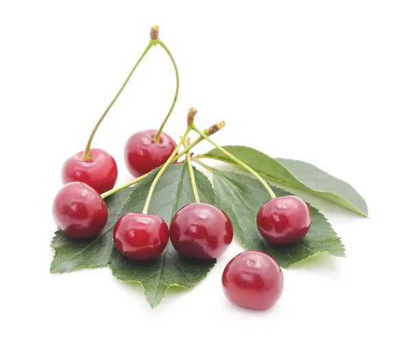 Cerezas Con Hojas Aisladas Sobre Fondo Blanco —  Fotos de Stock