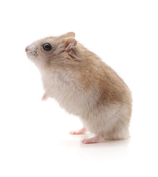 Witte Kleine Hamster Geïsoleerd Witte Achtergrond — Stockfoto