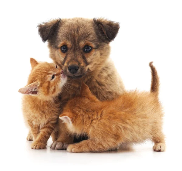 Chiot Deux Chatons Isolés Sur Fond Blanc — Photo