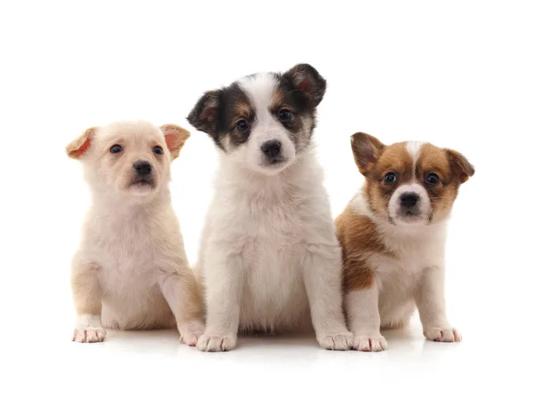 Tres Cachorritos Aislados Sobre Fondo Blanco — Foto de Stock