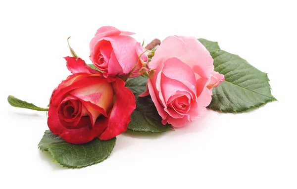 Bouquet Rose Rosa Isolato Fondo Bianco — Foto Stock