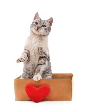 Beyaz bir arka plan üzerinde izole kalp ile bir kutu de kedi.