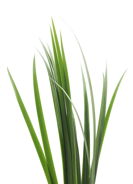 Bündel Von Grünem Gras Isoliert Auf Weißem Hintergrund — Stockfoto