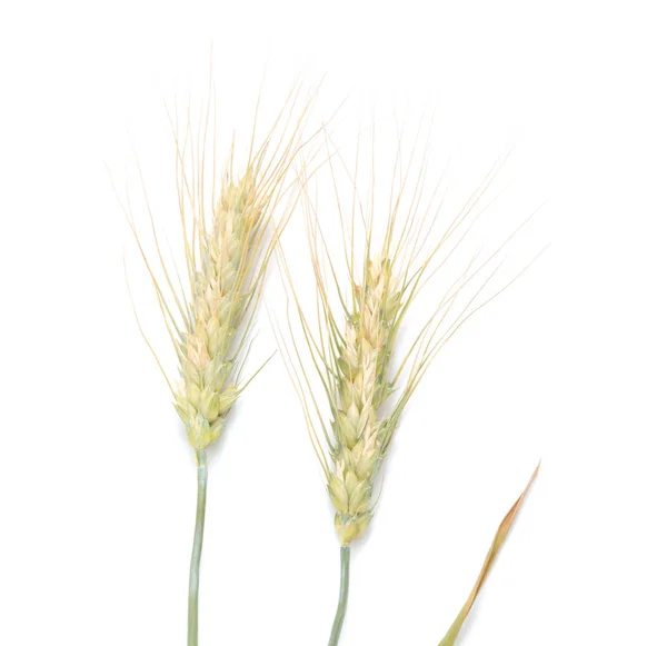 Spikes Wheat Isolated White Background — Stock Photo, Image