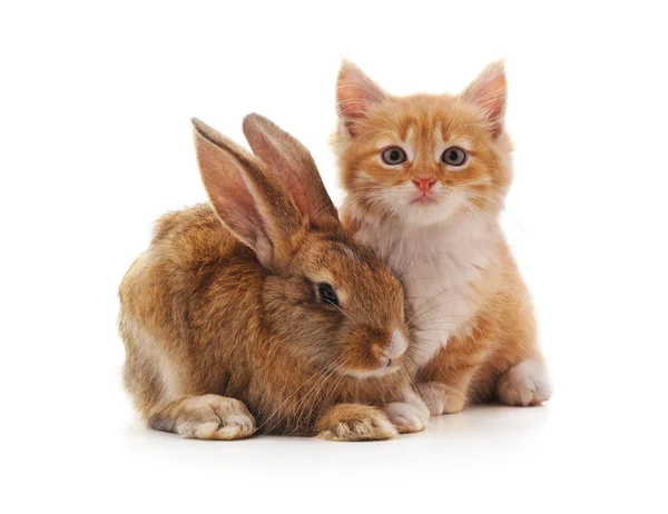 Rode Kitty Bunny Een Witte Achtergrond — Stockfoto