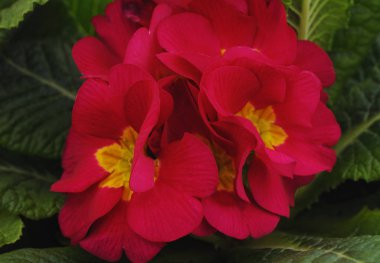 Menekşe beyaz arka plan üzerinde izole yaprakları ile.