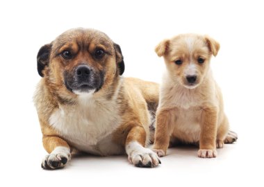 Köpek ve beyaz bir arka plan üzerinde izole köpek yavrusu.