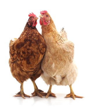 Beyaz arka plan üzerinde izole iki kahverengi tavuk.