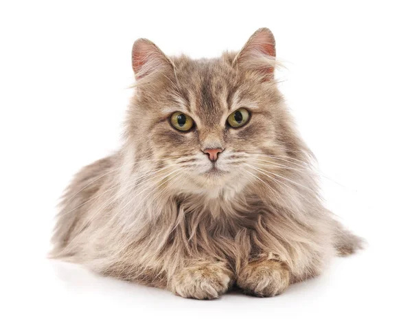 Beyaz arka planda izole edilmiş gri bir kedi..