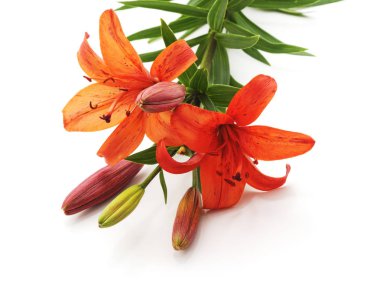 Turuncu lilyum beyaz arka plan üzerinde izole demet.