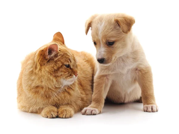 배경에 고립된 강아지와 고양이 — 스톡 사진