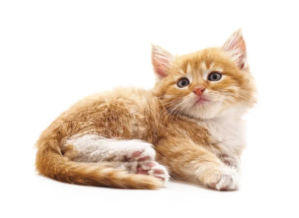 One Brown Kitten Isolated White Background — Stock Photo, Image