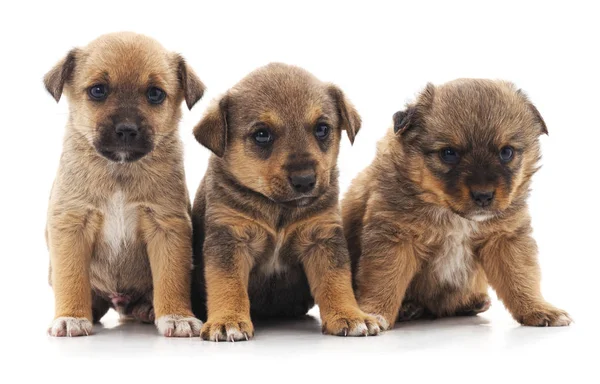 Tres Hermosos Cachorros Aislados Sobre Fondo Blanco — Foto de Stock