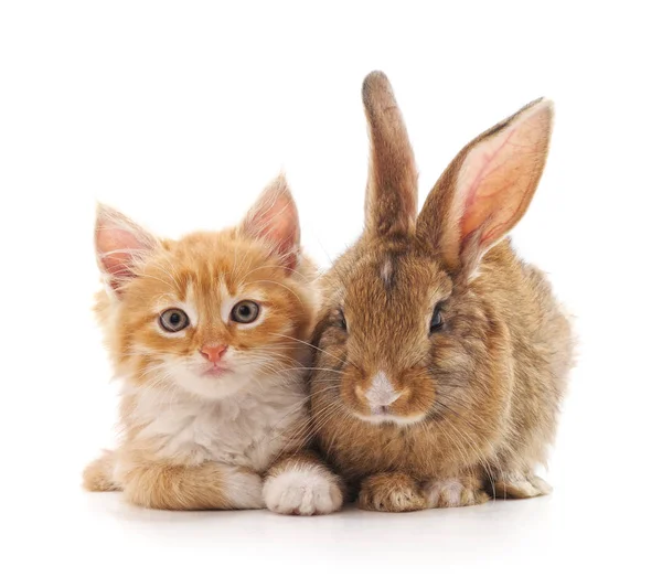 Kırmızı kitty ve bunny beyaz bir arka plan üzerinde.