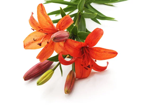 Turuncu lilyum beyaz arka plan üzerinde izole demet.