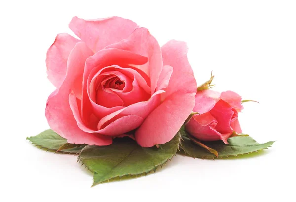 Růžové Růže Listy Izolované Bílém Pozadí — Stock fotografie