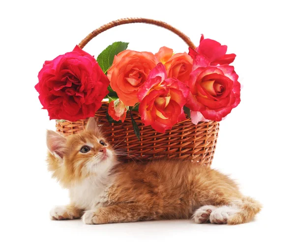 Brown Kitten Basket Roses Isolated White Background — Stock Photo, Image