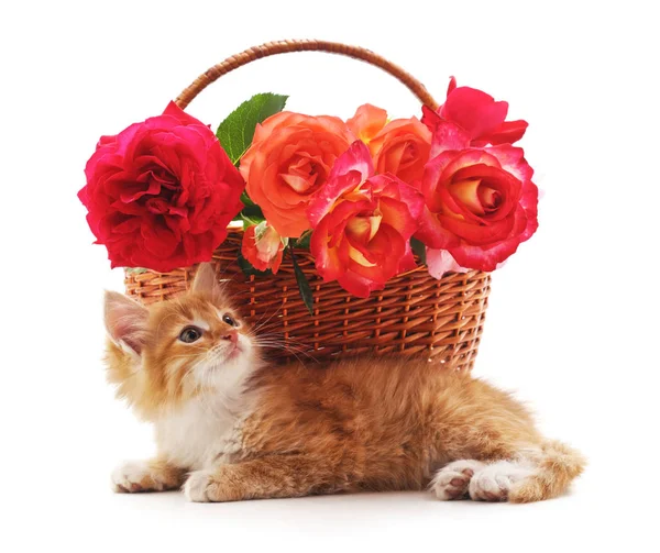 Gatinho Marrom Cesta Com Rosas Isoladas Fundo Branco — Fotografia de Stock