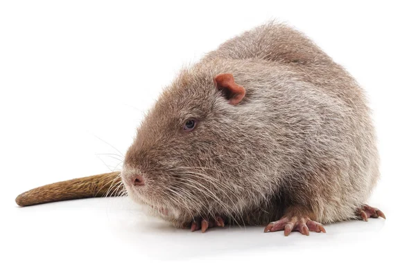 Beyaz bir arka plan üzerinde izole büyük kahverengi eğitimin.