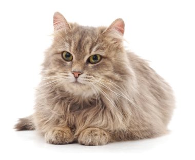 Güzel kahverengi kedi beyaz bir arka planda izole edilmiş..