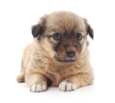Beyaz zemin üzerinde bir küçük kahverengi köpek yavrusu.