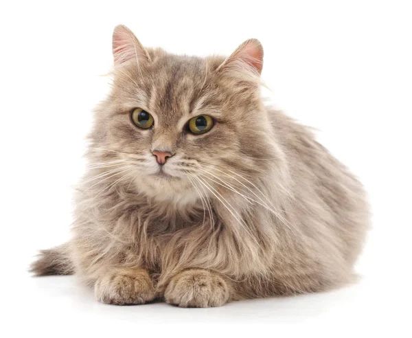 Güzel kahverengi kedi beyaz bir arka planda izole edilmiş..