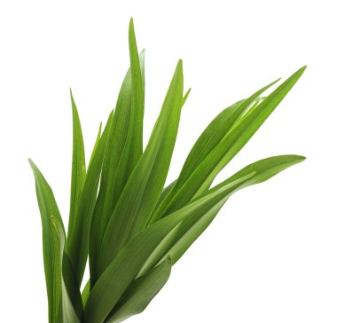 Beyaz arkaplanda izole edilmiş bir grup yeşil çimen.