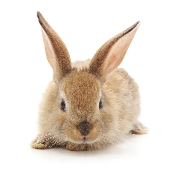 Один Маленький Коричневий Кролик Ізольований Білому Тлі — стокове фото