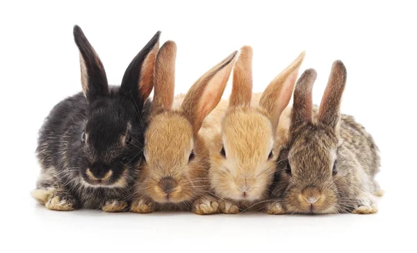 Vier Kleine Konijntjes Geïsoleerd Een Witte Achtergrond — Stockfoto