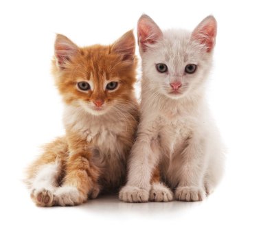 Beyaz bir arka plan üzerinde izole iki sevimli kedi.